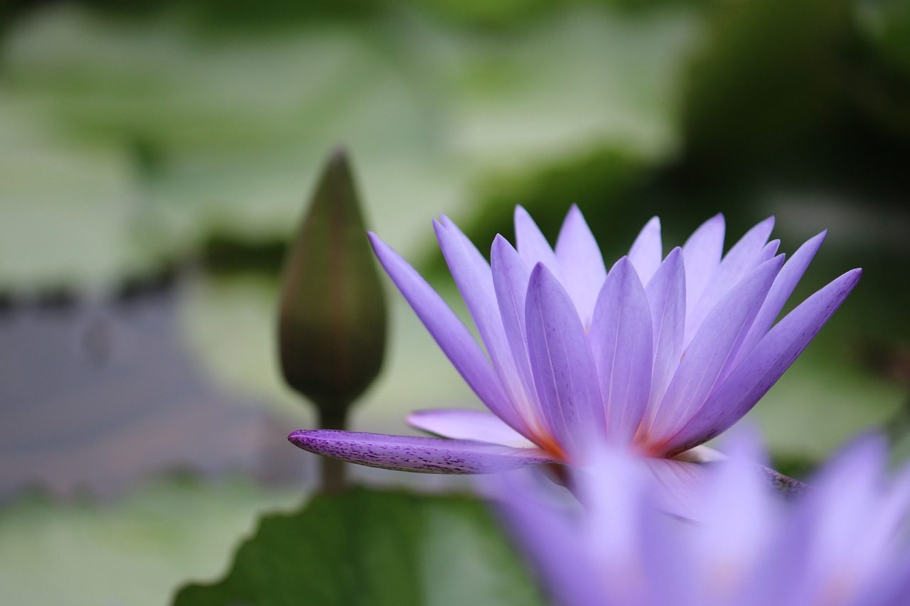 close up of Purple Lotus flower against blurred green background